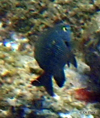 Plectroglyphidodon marginatus
