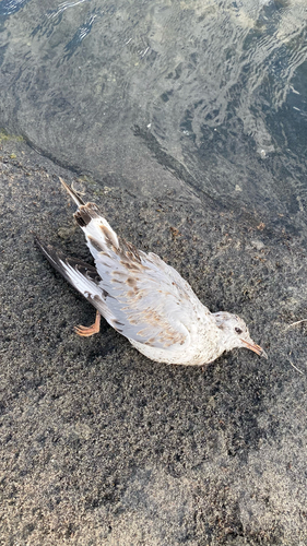Black-headed Gull