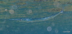 Platybelone argalus