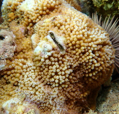 Montipora patula