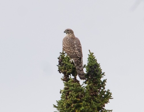 American Goshawk