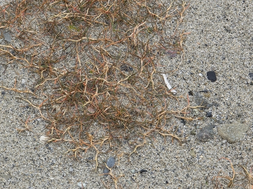 Puccinellia phryganodes, 2025-08-12