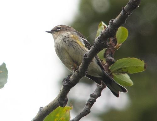 Yellow-rumped Warbler