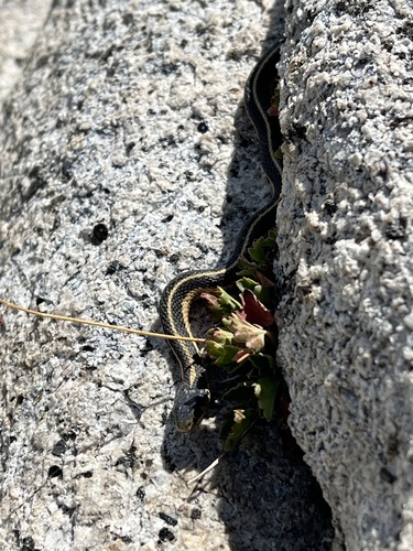 iNaturalist observation photo of Western Terrestrial Garter Snake