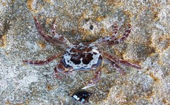 Cyclograpsus audouinii