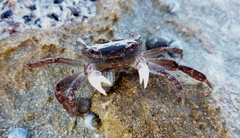 Cyclograpsus audouinii