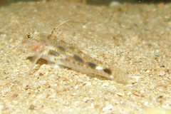 Fusigobius inframaculatus