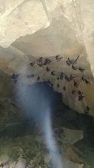 Hipposideros armiger terasensis