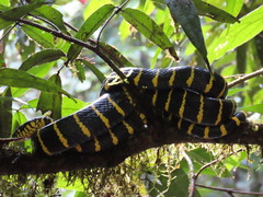 Boiga dendrophila