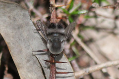 Meomyia sericans