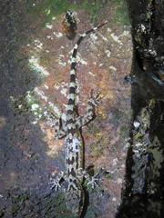 Cyrtodactylus ingeri