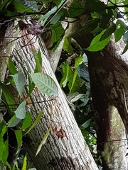 Dendrelaphis caudolineatus