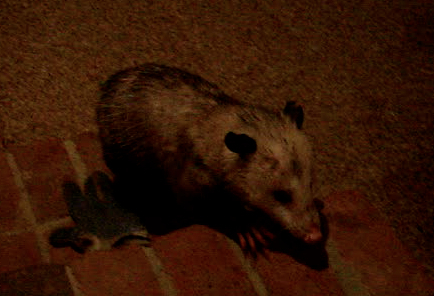 Didelphis virginiana