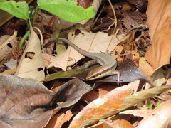 Eutropis rudis