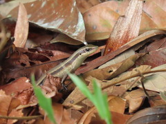 Eutropis rudis