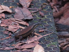 Eutropis rudis