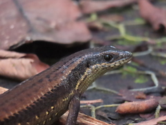 Eutropis rudis