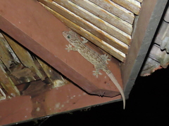 Gekko smithii