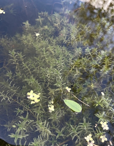 Callitriche hermaphroditica L.
