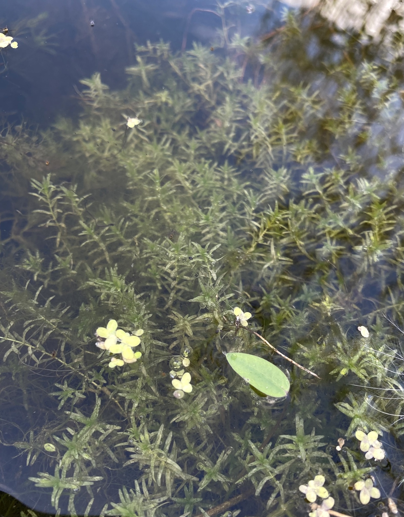 Callitriche hermaphroditica