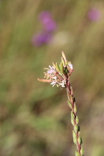 Oenothera coloradensis, photograph 6