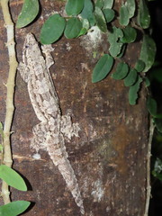 Hemidactylus craspedotus