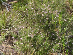 Prostanthera eurybioides