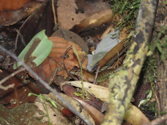 Sphenomorphus sabanus