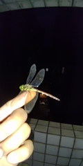 Anaciaeschna jaspidea