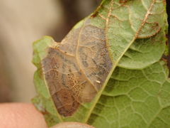 Stigmella speciosa