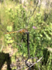 Trithemis pluvialis