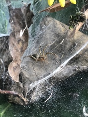 Allagelena difficilis