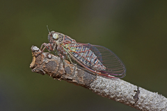 Atrapsalta corticina