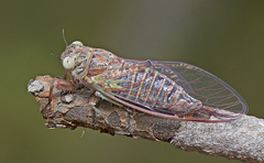 Atrapsalta corticina