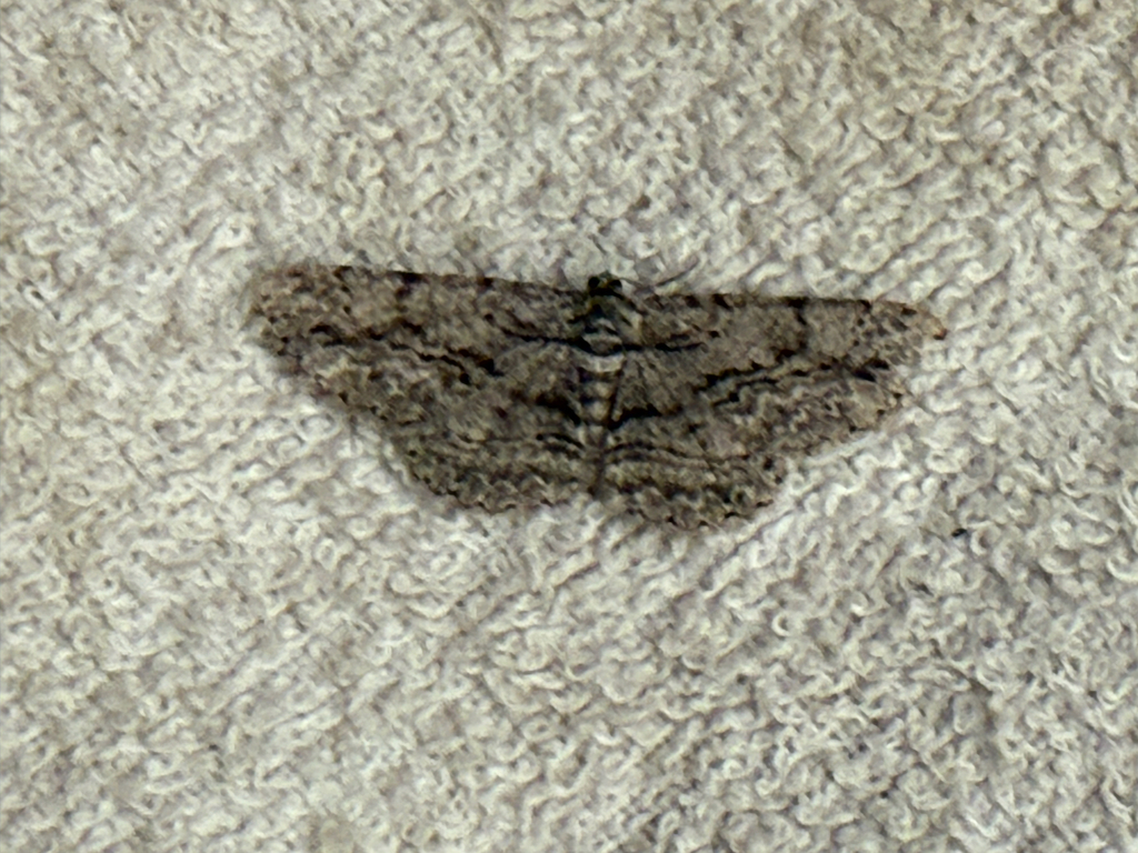 North American Common Gray from Seminole Rd, Noblesville, IN, US on ...