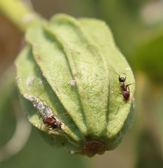 Thilachium africanum