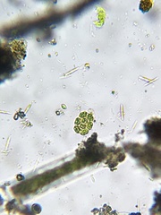 Pseudopediastrum integrum