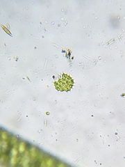 Pseudopediastrum boryanum