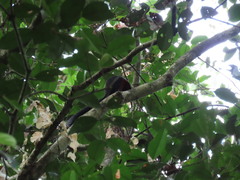 Callosciurus prevostii pluto