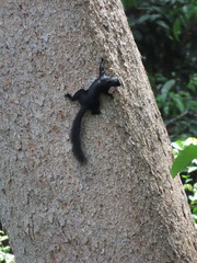 Callosciurus prevostii pluto