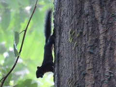 Callosciurus prevostii pluto