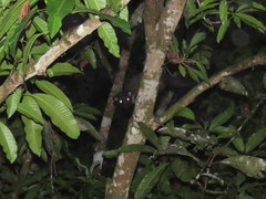 Arctogalidia trivirgata