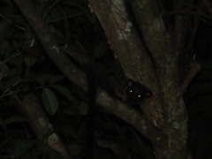 Arctogalidia trivirgata