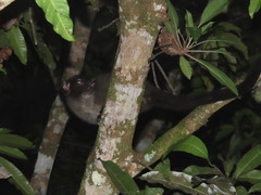 Arctogalidia trivirgata