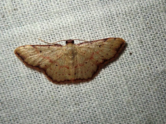 Idaea craspedota