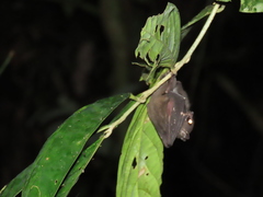 Balionycteris maculata