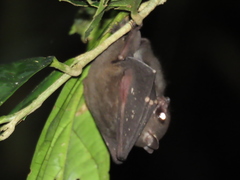 Balionycteris maculata