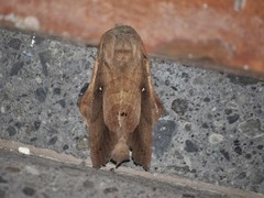 Lebeda nobilis