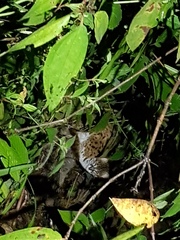 Prionailurus javanensis sumatranus