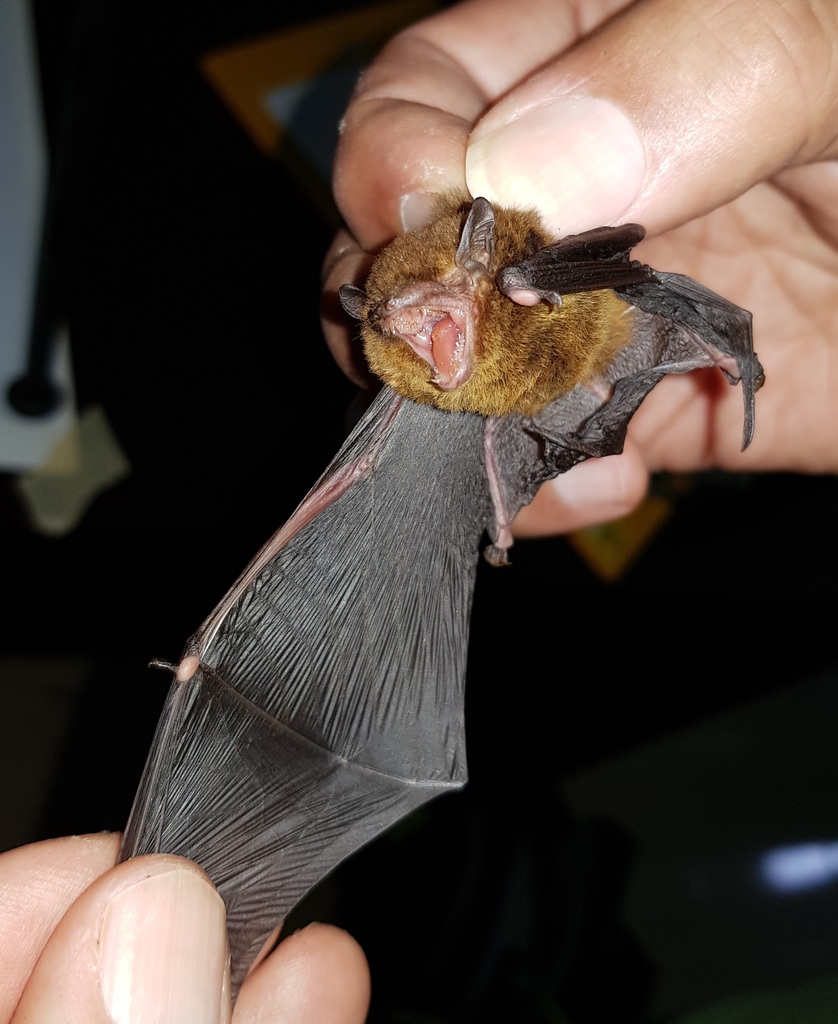 Common Thick-Thumbed Bat